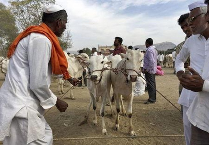 Rajasthan Animal Husbandry Fund: Rs 250 Crore for Cattle Farmers