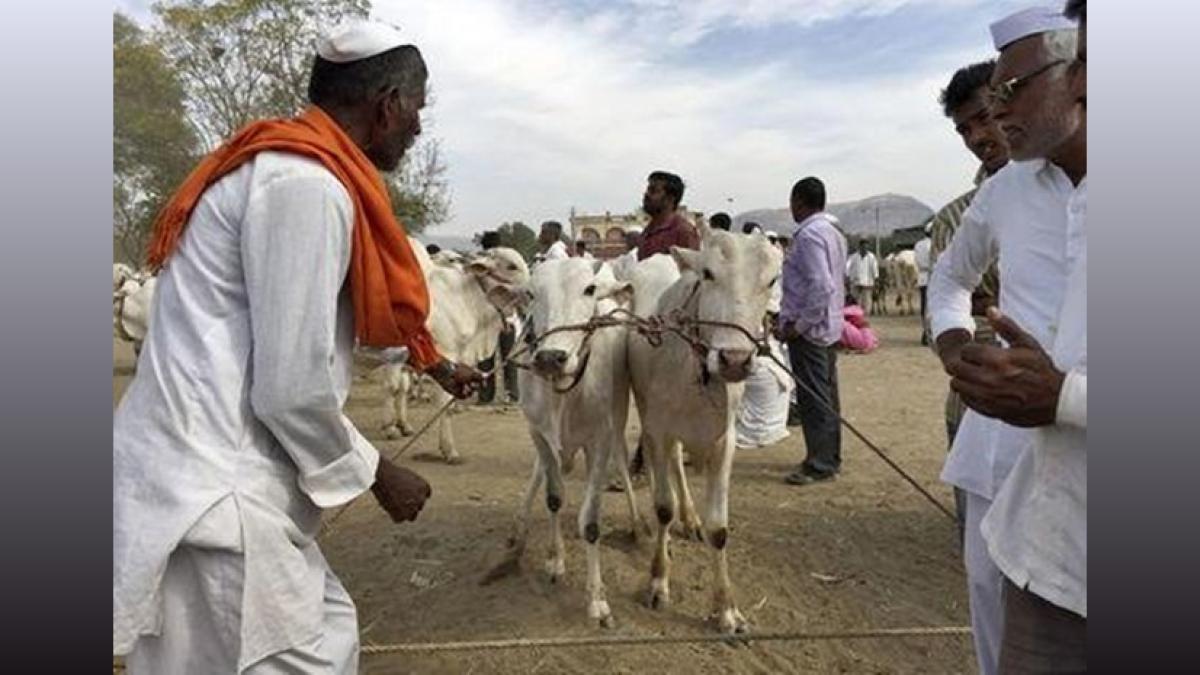 Rajasthan Animal Husbandry Fund: Rs 250 Crore for Cattle Farmers