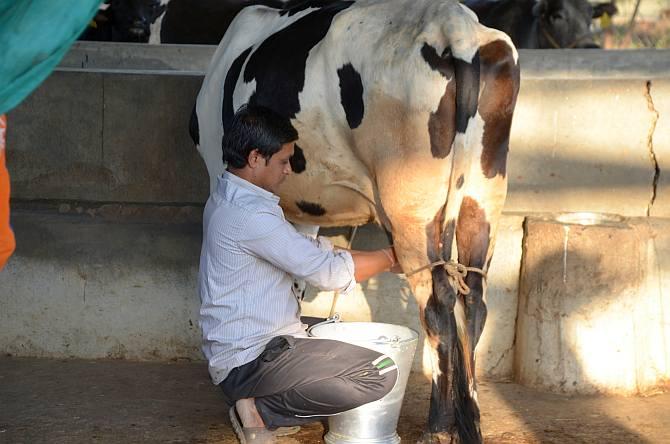 A villager milches his cow at the Animal Hostel, Akodara, which he will later in the evening deposit at Akodara Milk Mandali