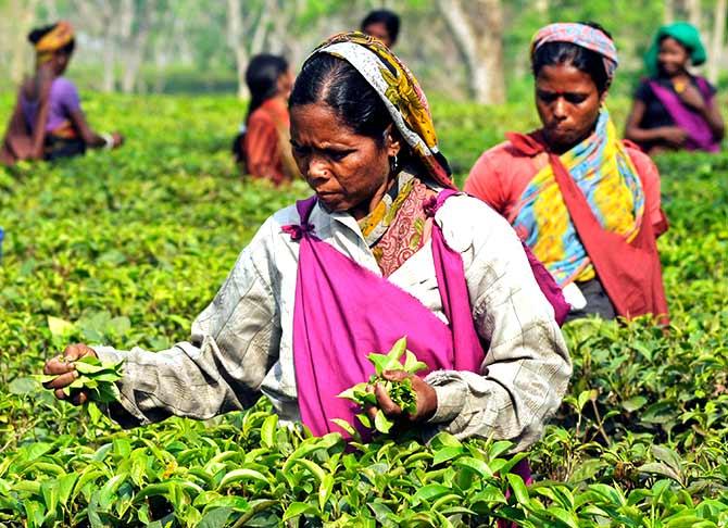 Tea estate workers