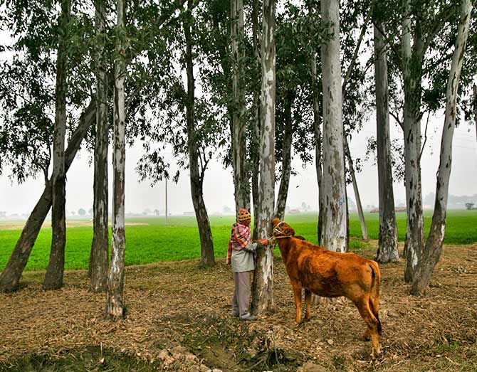 A villager ties his cow to a tree at Nai Basti village near the India-Pakistan border, southwest of Jammu January 17, 2013. Mukesh Gupta/REUTERS