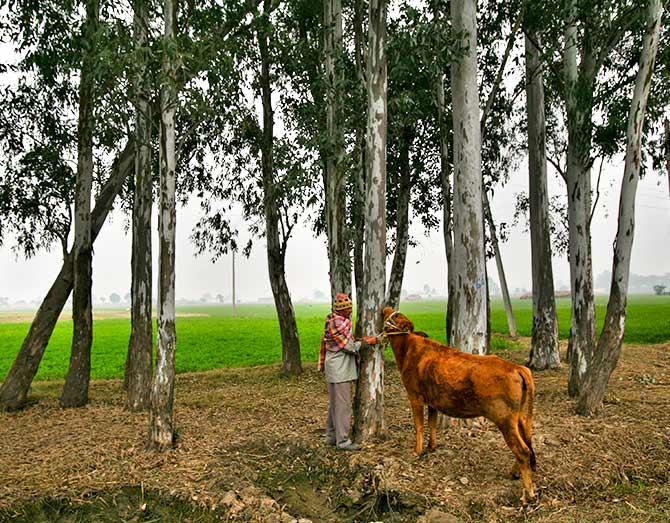 A villager ties his cow to a tree at Nai Basti village near the India-Pakistan border, southwest of Jammu January 17, 2013. Mukesh Gupta/REUTERS