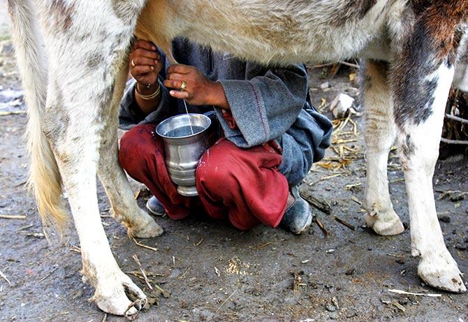 Kashmiri earthquake survivor milks her cow near the Line of Control in Karnah, 180 km (112 miles) northwest of Srinagar, November 12, 2005. India and Pakistan opened a third crossing point on their de facto border dividing the earthquake hit region of Kashmir on Saturday, but as with earlier openings this week both sides exchanged relief supplies without allowing Kashmiris across. Picture taken November 12, 2005. Fayaz Kabli/REUTERS