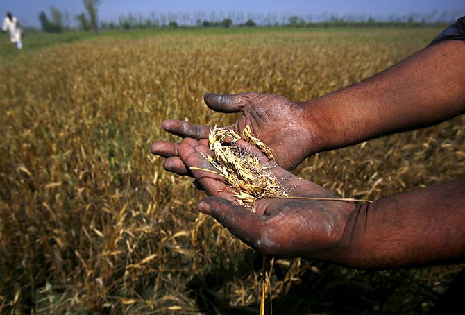 Wheat crop destroyed by unseasonal rain