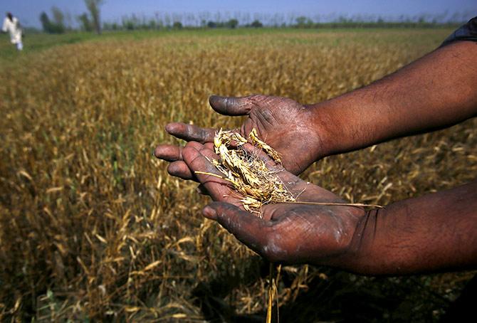 Wheat crop destroyed by unseasonal rain