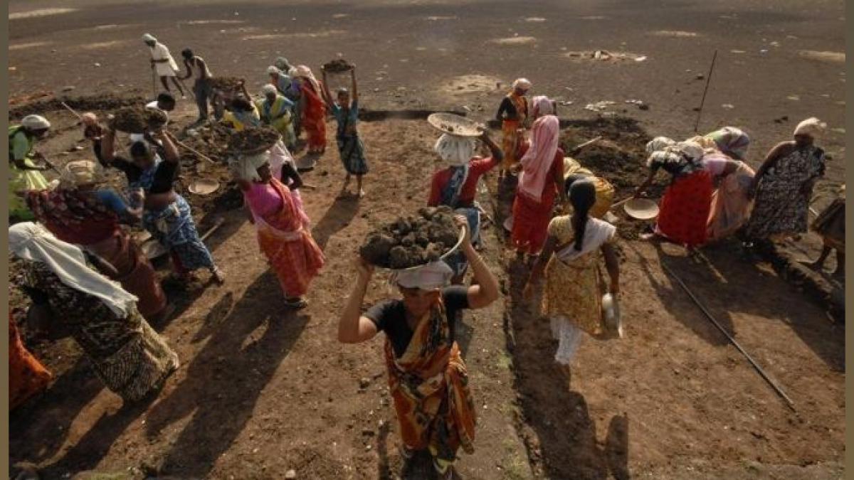 Kargil Buckwheat Honey: New Livelihood Pathways