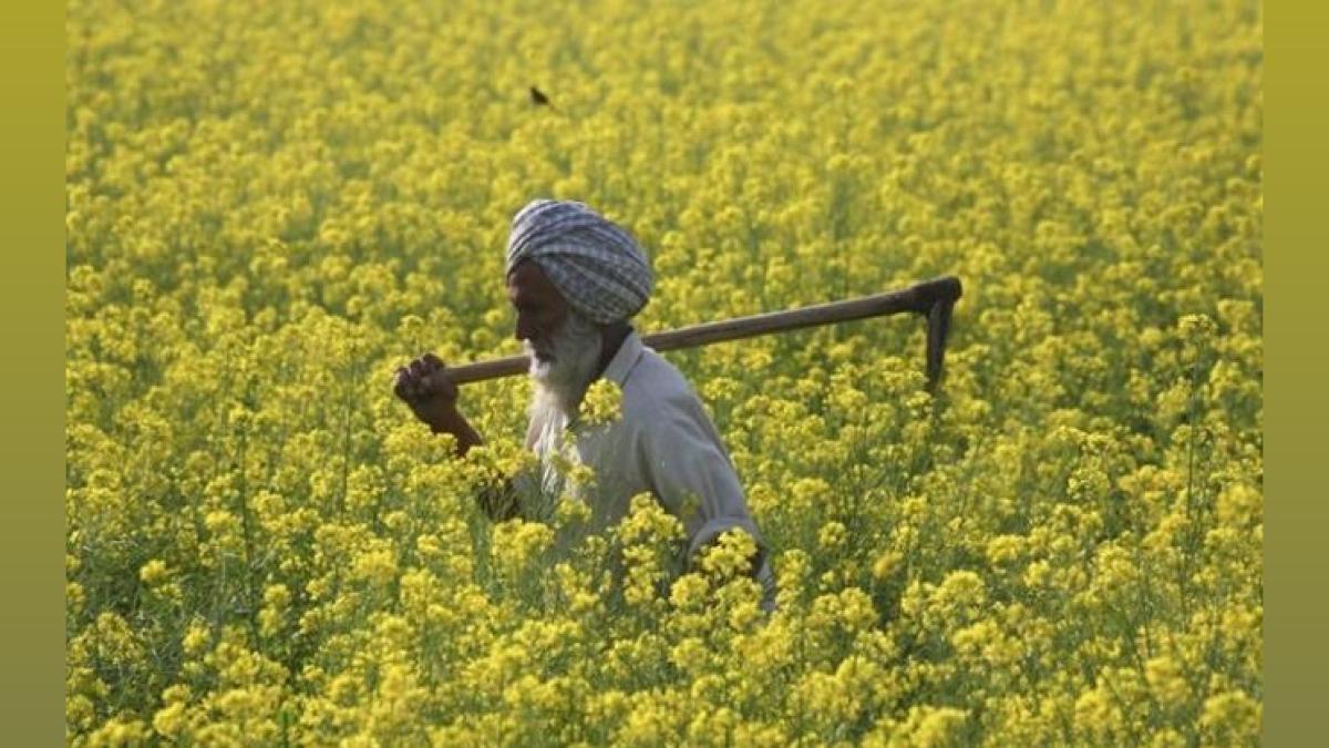 Haryana Budget 2024-25: Crop Loan Waiver, Farmers' Welfare Focus