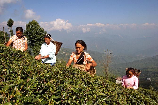 Workers gather tea leaves at a tea garden estate in Darjeeling. Photo: Rupak De Chowdhuri/Reuters