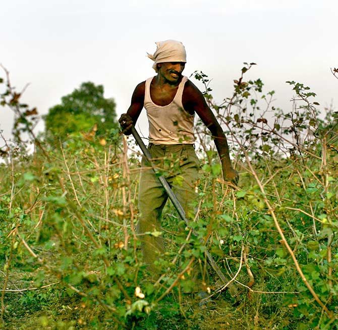 India farmer