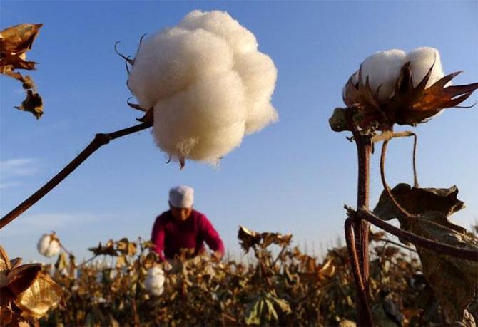 India's Cotton Yarn & Fabric Exports Rise 7% to $11.7 Billion in FY24