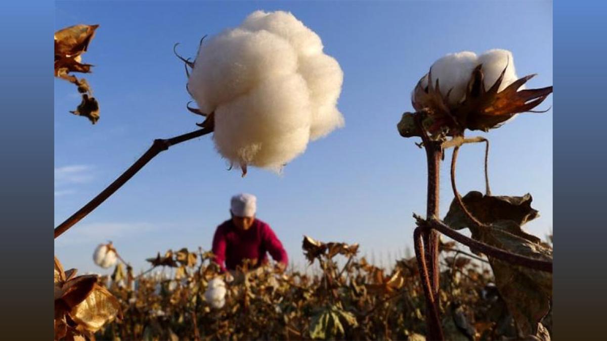 India's Cotton Yarn & Fabric Exports Rise 7% to $11.7 Billion in FY24