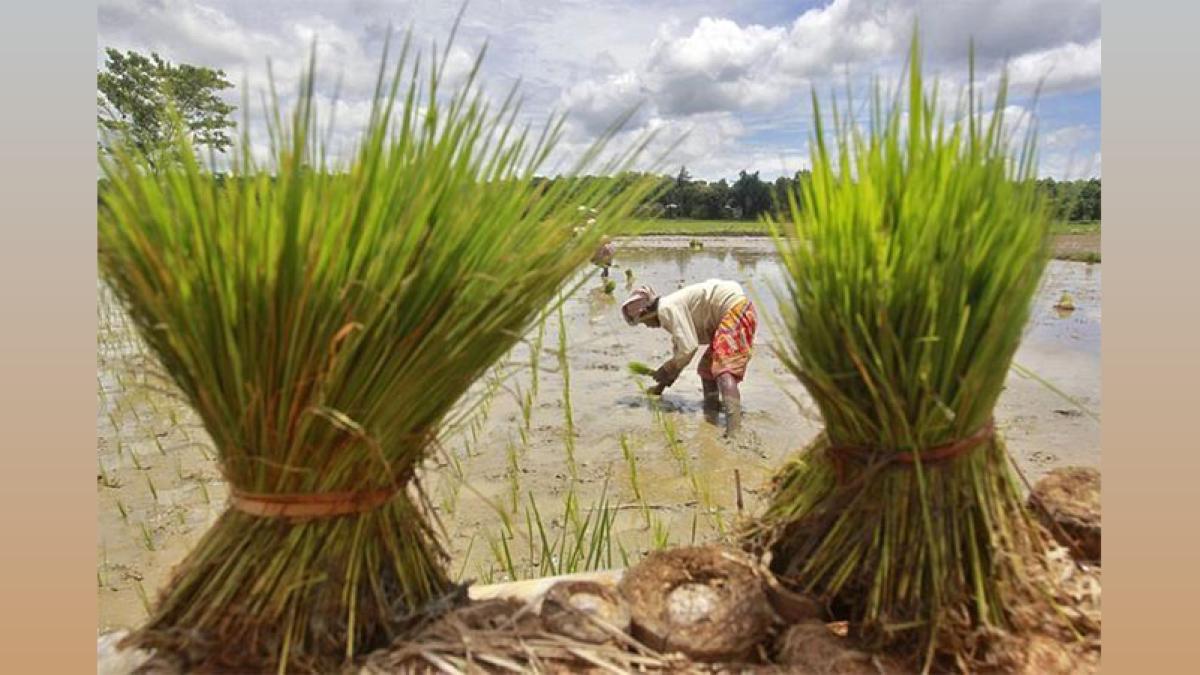 UP Govt's Multi-Pronged Strategy to Transform Farm Economy