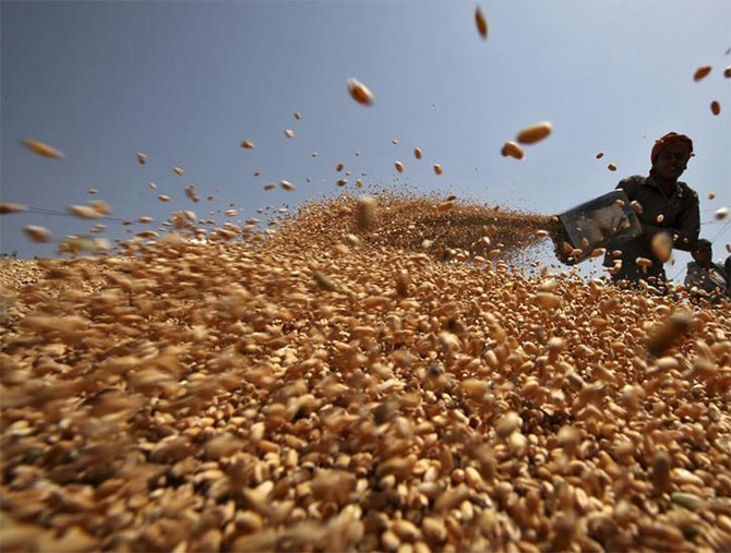 Wheat Prices Rise: Govt To Intervene