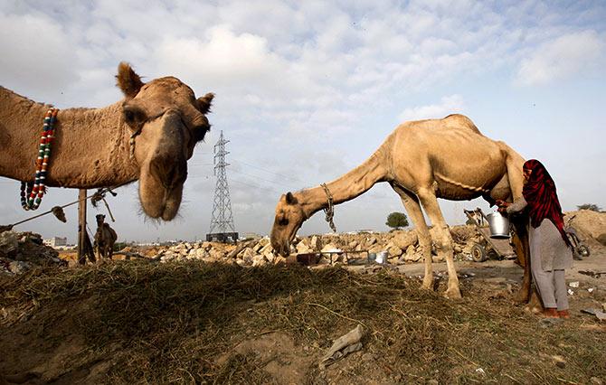 A woman milks a camel whose milk she sells by a roadside in Karachi, Pakistan, July 29, 2015. Photograph: Athar Hussain/Reuters