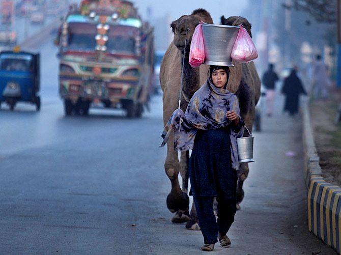 A girl leads her camels as she sells fresh camel's milk on the GT road Peshawar, Pakistan, December 5, 2016. Photograph: Fayaz Aziz/Reuters