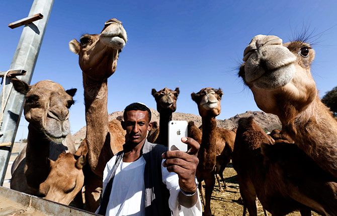 A man takes a selfie with camels at a farm in Taif, Saudi Arabia, November 1, 2014. Photograph: Mohamed Alhwaity/Reuters 