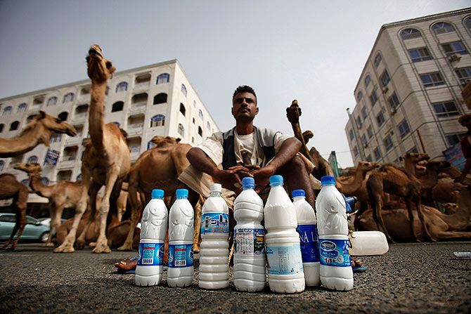 A Bedouin selling camel milk waits for customers as he sits near his camels in the southern Yemeni city of Taiz, July 21, 2011. Photograph: Khaled Abdullah/Reuters
