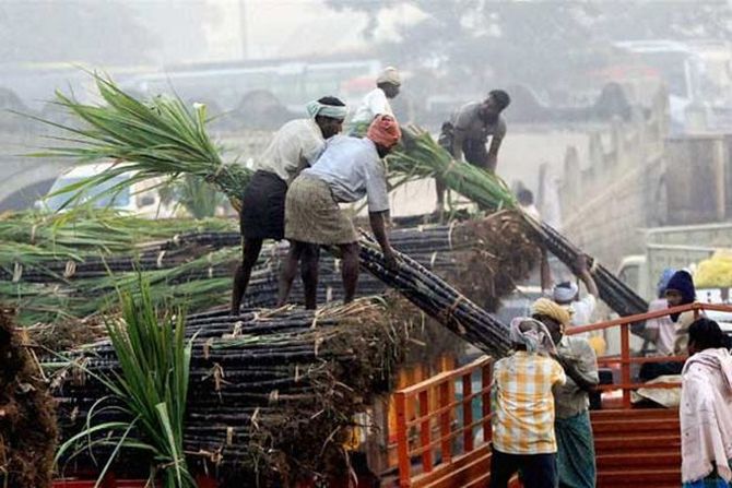 India Exports 8,606 Tonnes of Cane Sugar to US Under TRQ