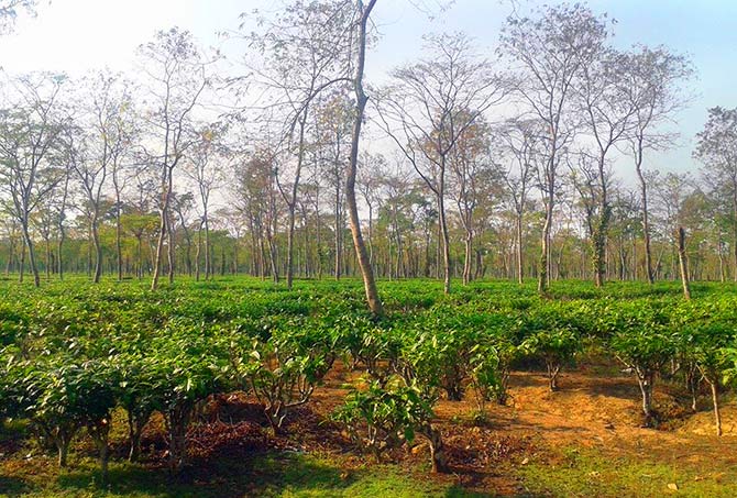 Dikom Tea Estate. Photograph: Courtesy: Shyamalima Rajkhowa/Facebook.com