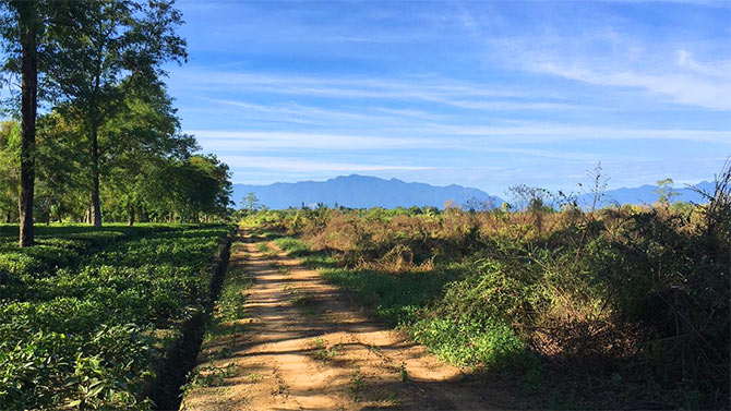 One thousand workers maintain Donyi Polo Estate in Pasighat, East Siang, Arunachal Pradesh. But 87 of the estate's workers have been trained in specialty tea production. Courtesy @NuxalbariTea/Twitter.