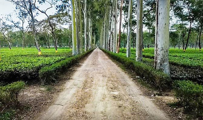Mokalbari Tea Estate Assam. Photograph: Courtesy Mokalbari Tea Pvt Ltd/Facebook.
