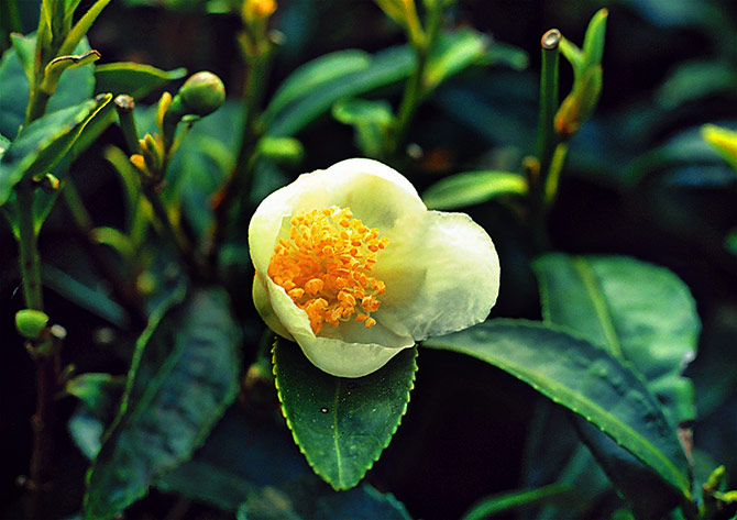 The tea flower. Photograph: Courtesy @teaboardofindia/Twitter.