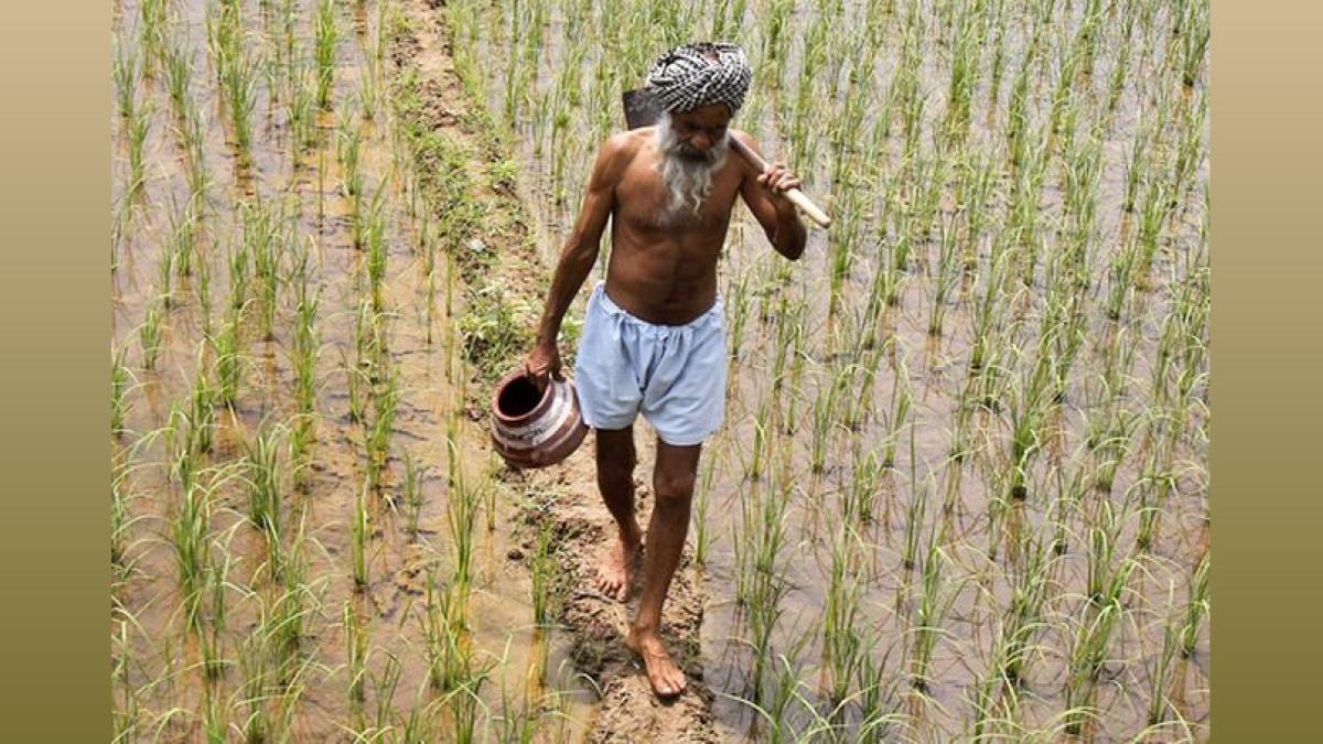 Haryana Farmers Get Rs 2,000/acre Bonus Due to Low Rainfall