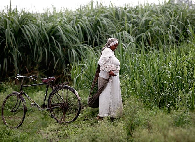 A farmer removes dried grass from her sugarcane field in Shamli, in the northern Indian state of Uttar Pradesh July 19, 2014. Photograph: Anindito Mukherjee/Reuters  