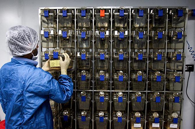 A pharmacologist works inside the bio safety room at Natco Research Centre in the southern Indian city of Hyderabad March 13, 2012. Photograph: Krishnendu Halder/Reuters