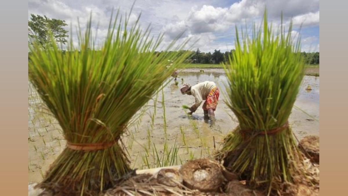 Haryana Assures Farmers of Adequate DAP Supply