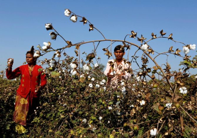 India's Cotton Yarn Industry to Recover in FY25: ICRA