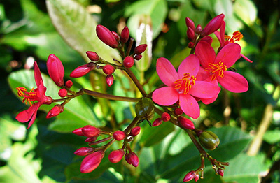 Jatropha flowers which are an ingredient in environmentally friendly aviation fuel. Photograph: Neelix/Wikimedia Commons.