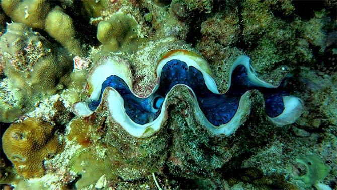 A giant clam. Photograph: Courtesy PoojaRathod/Wikimedia Commons