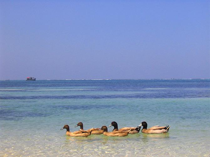 Lakshadweep islands. Photograph: Courtesy Thejas/Wikimedia Commons