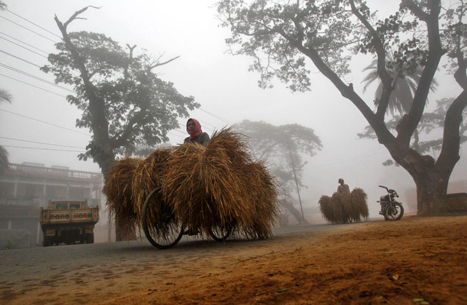 Straw being transported in Agartala, Tripura. Photograph: Jayanta Dey/Reuters.