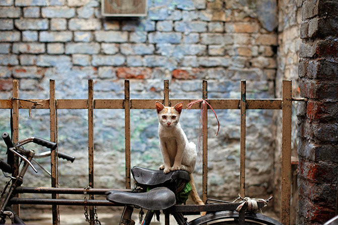 A handy perch for an alley cat in the old quarters of Delhi. Photograph: Mansi Thapliyal/Reuters.