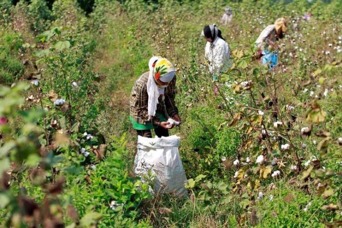 Punjab Forms Teams to Fight Cotton Crop Pests