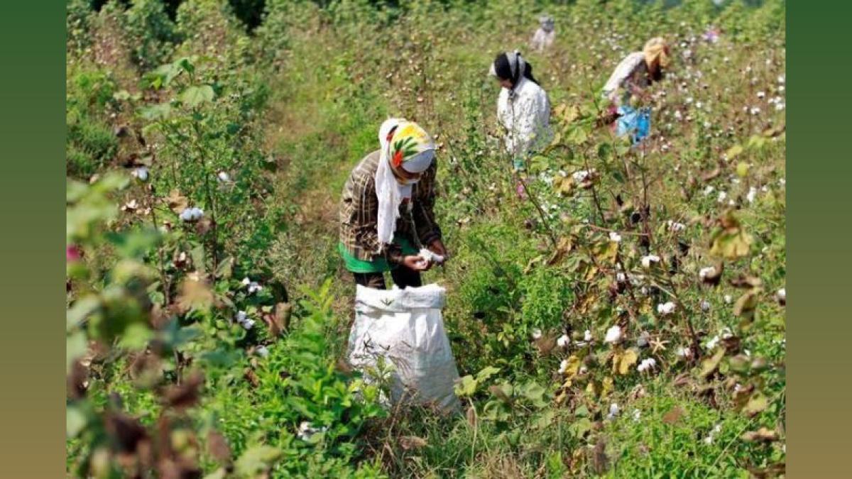 Punjab Seeks Approval for BG-3 Cotton Seeds to Combat Pests