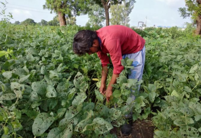 Govt makes crop insurance scheme voluntary for farmers