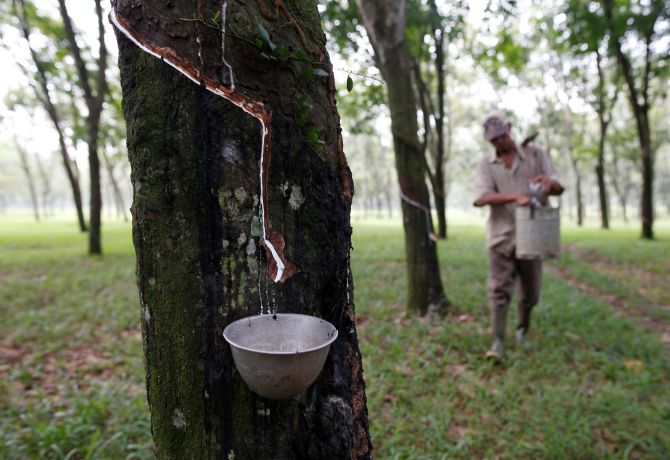 Rubber plantations in Northeast 