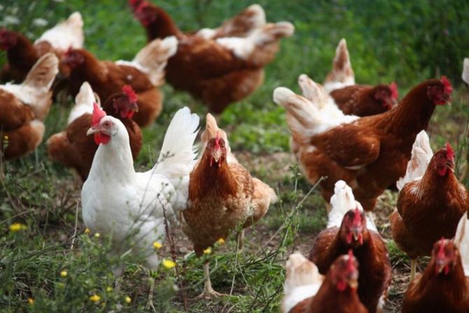 Bird flu outbreak reported in four states now