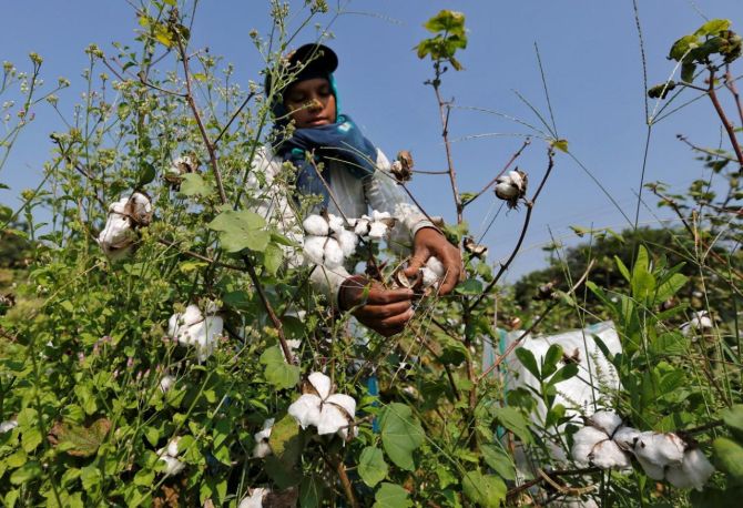 SAD Chief Seeks PM Intervention for Cotton MSP in Punjab
