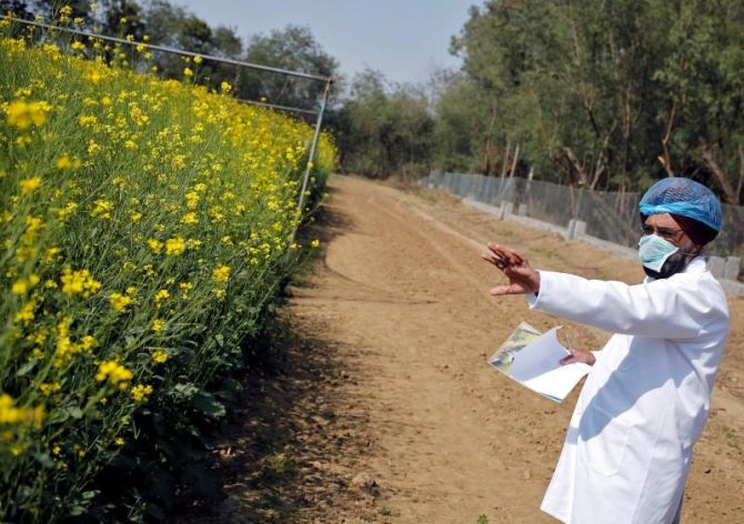 GEAC clears environmental release of GM mustard