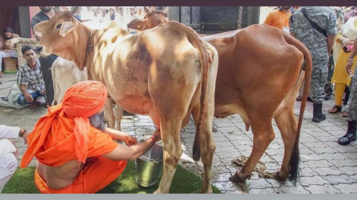 Innoterra Expands Cattle Feed Line, Targets Pan-India Presence