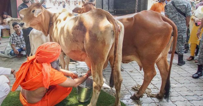 Why India's milk production has grown at over 6% past few years -   Business