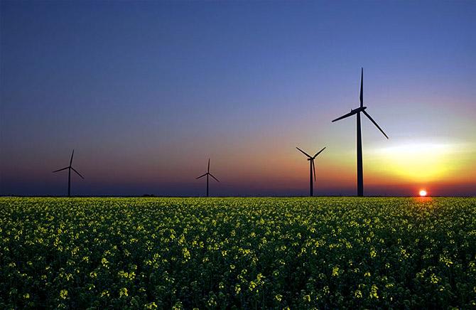 Wind, solar, and hydroelectricity are three emerging renewable sources of energy. Wind turbines in a rapeseed field in Sandesneben, Germany. Photograph: Courtesy Jürgen from Sandesneben, Germany/Wikimedia Commons.