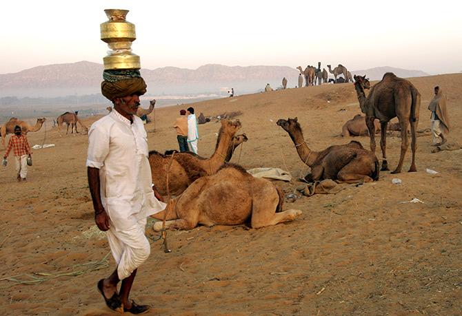 A Rajasthani milkman brings milk at the Pushkar fair. Photograph: Kamal Kishore/Reuters