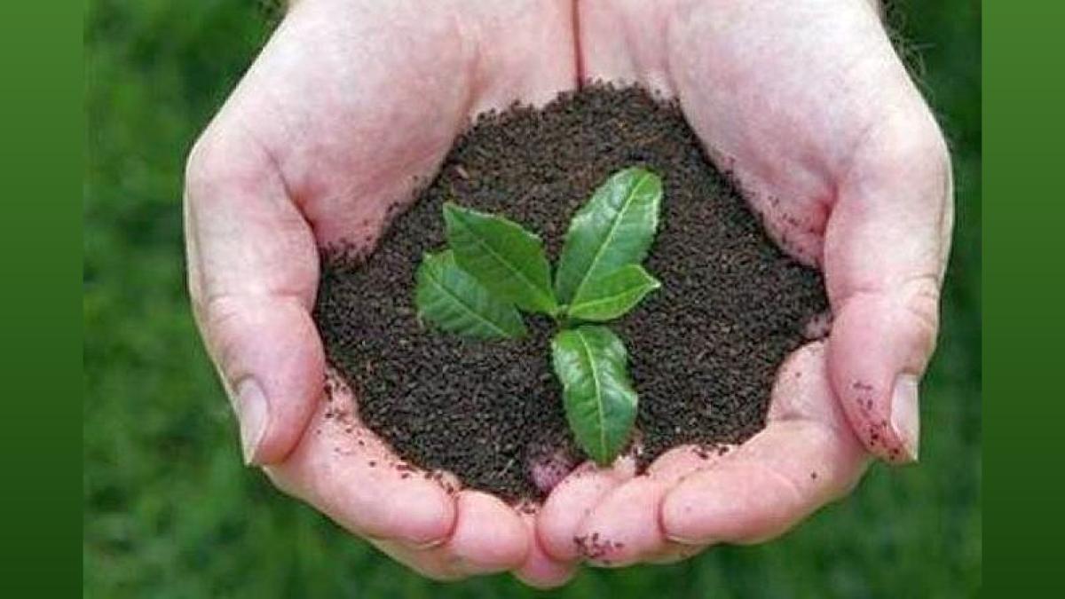 Standard Chartered Plants 1M Trees in India