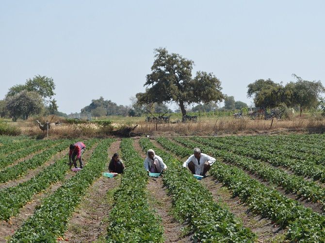 Farmers in a village in Madhya Pradesh, picking fruits from their cultivation. Photograph: Mahipal Soni / Rediff.com
