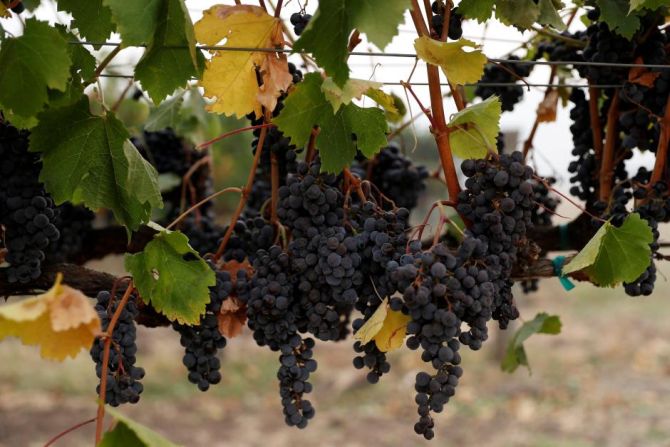 India Seeks Grape Exports to New Zealand